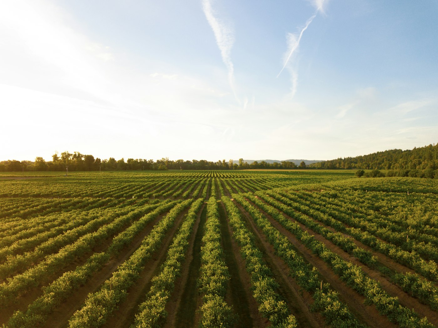 Sonoma Valley, California